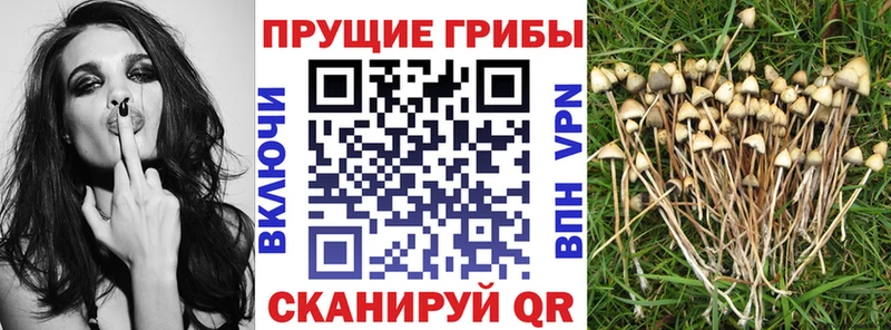 хочу   Льгов  нарко площадка телеграм  Галлюциногенные грибы прущие грибы 